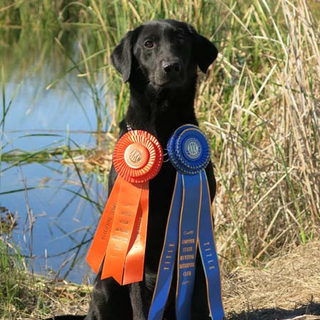 lab puppies san diego black lab puppies san diego dogs our friends photo lab puppies san diego black lab puppies san diego dogs our friends photo