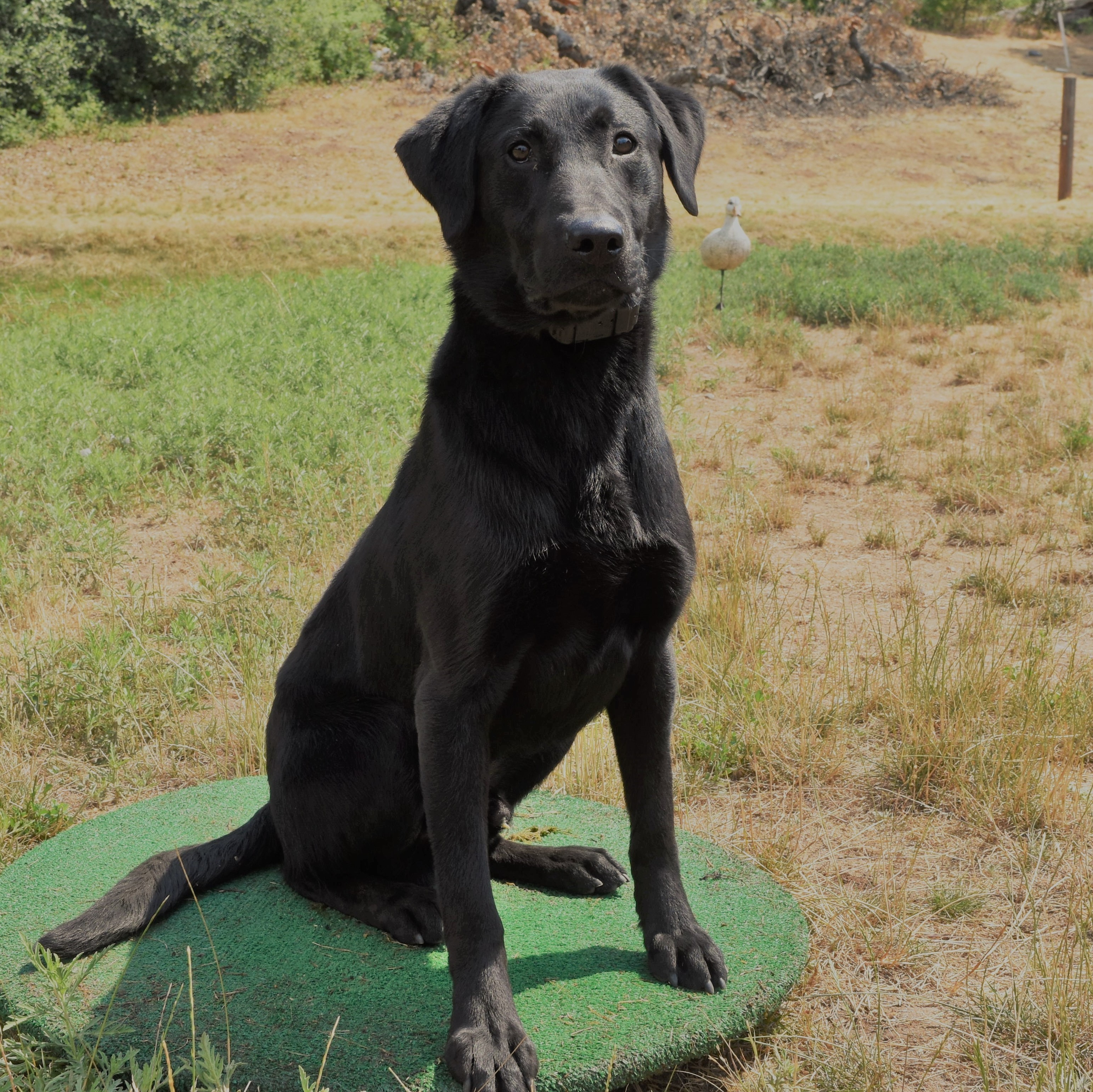 Gun Dogs For Sale Raney Ranch Retrievers
