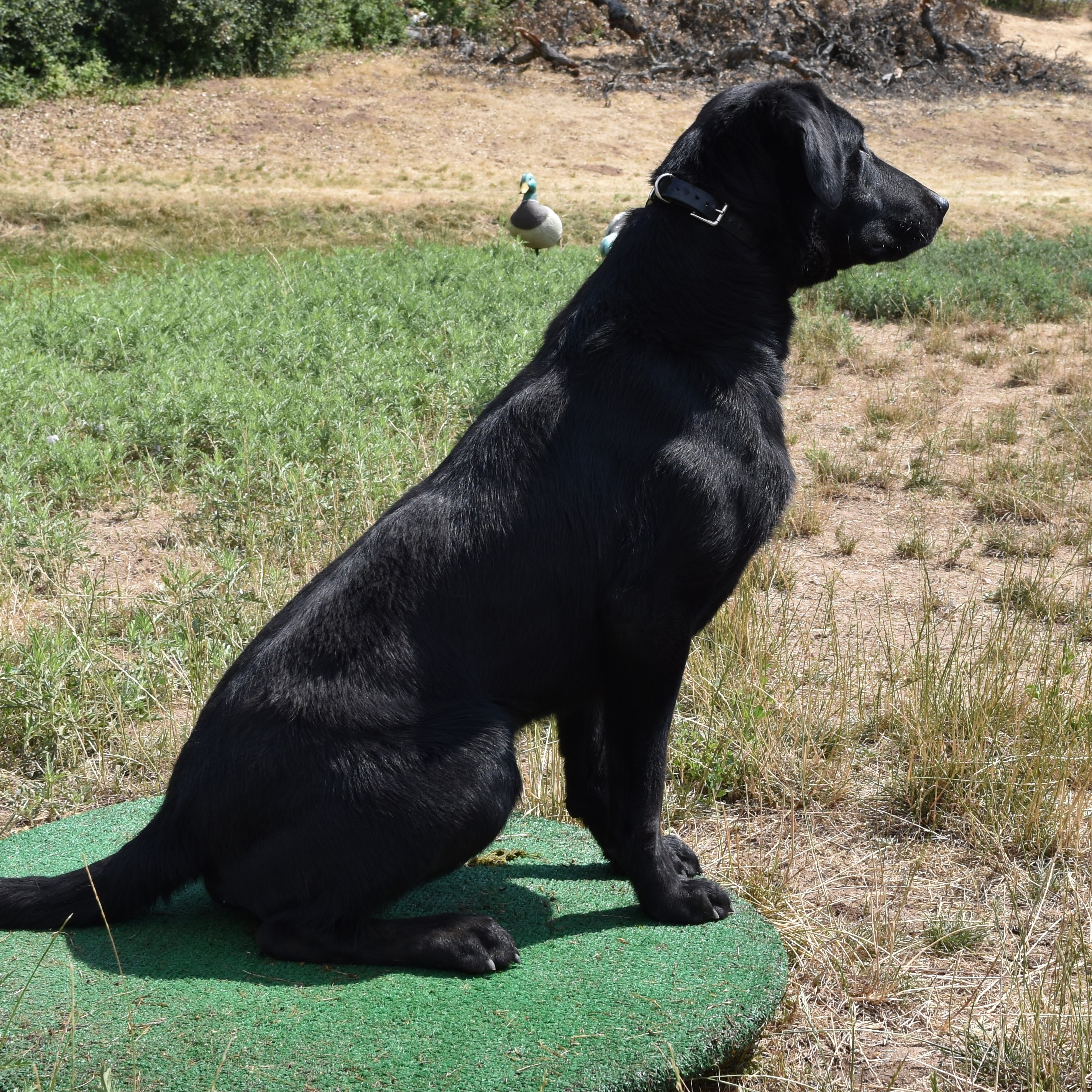 Gun Dogs For Sale Raney Ranch Retrievers