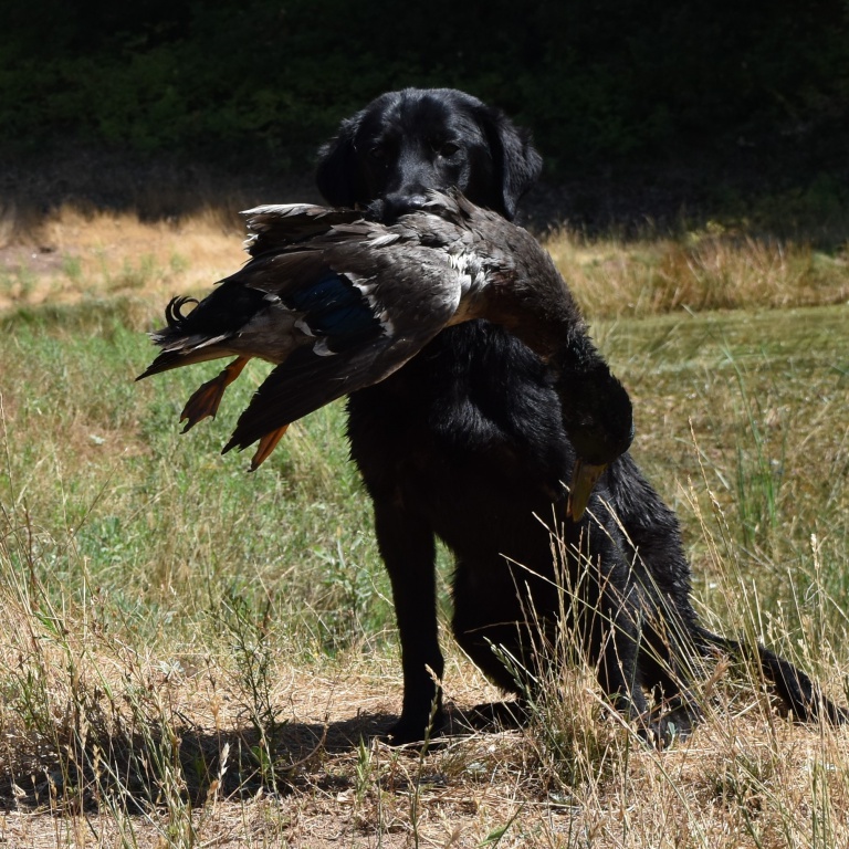 Gun Dogs For Sale Raney Ranch Retrievers