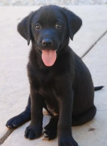 Puppy Head Start