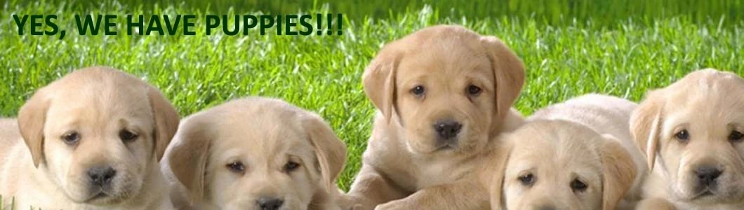 Labrador retriever puppies San Diego
