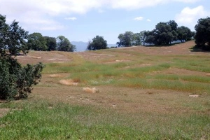 Meadow 5