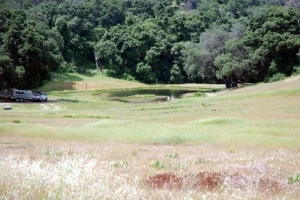 Meadow 8