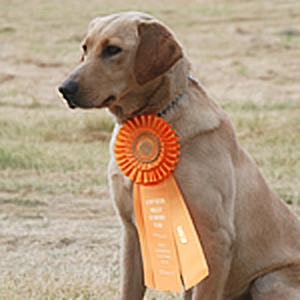 Click Image For Pedigree
