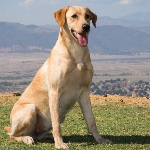 Click Image For Pedigree