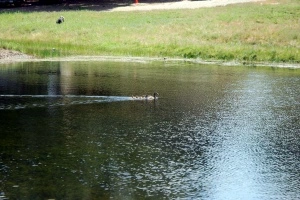 Pond 3