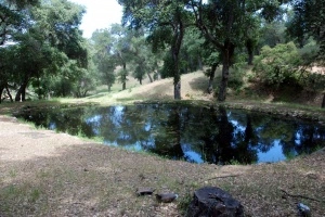 Pond 5