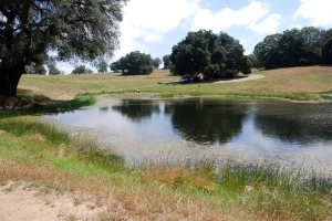 Pond 7