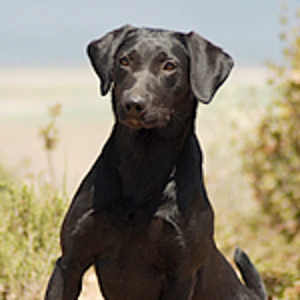 Click Image For Pedigree