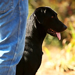 Click Image For Pedigree