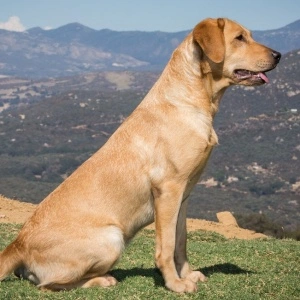 Click Image For Pedigree