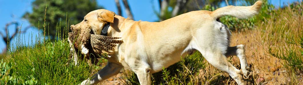 Gun Dog Training