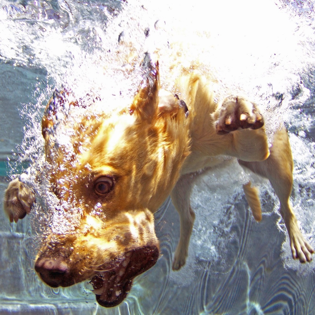 Bardot, The Diving Dog