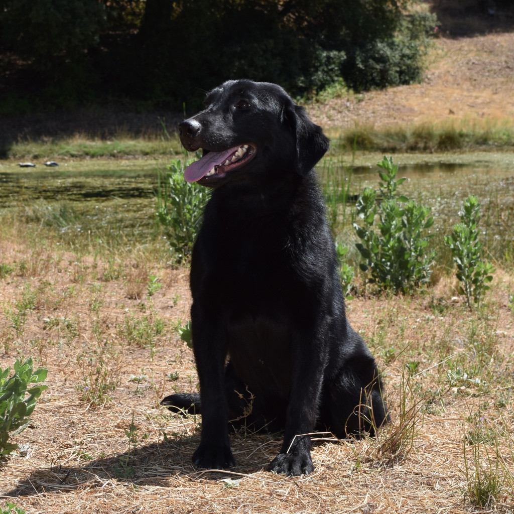 Gun Dogs For Sale Raney Ranch Retrievers