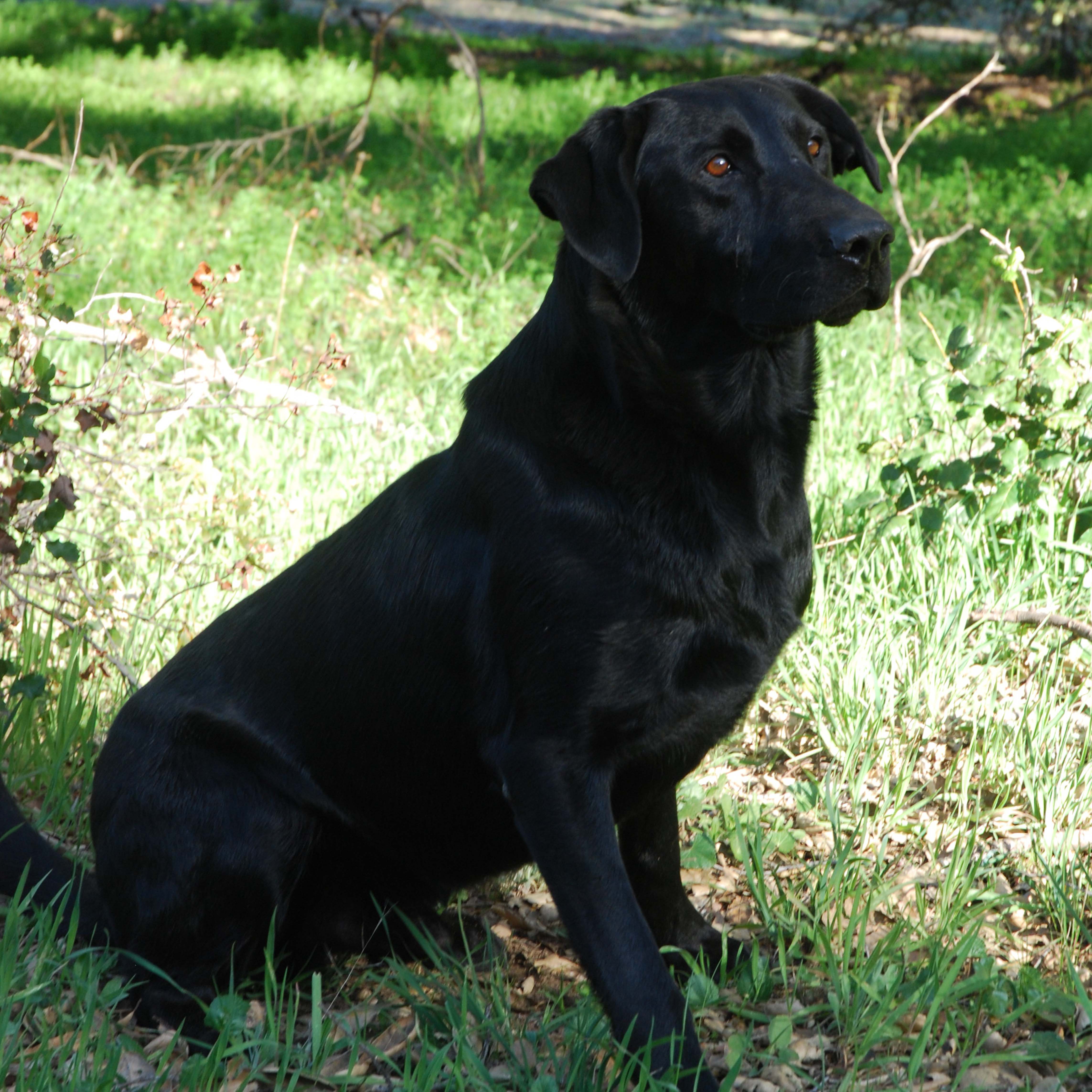 Labrador Retriever Stud Dogs - Raney Ranch Retrievers