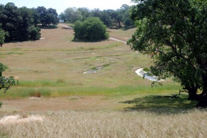 Meadow 3