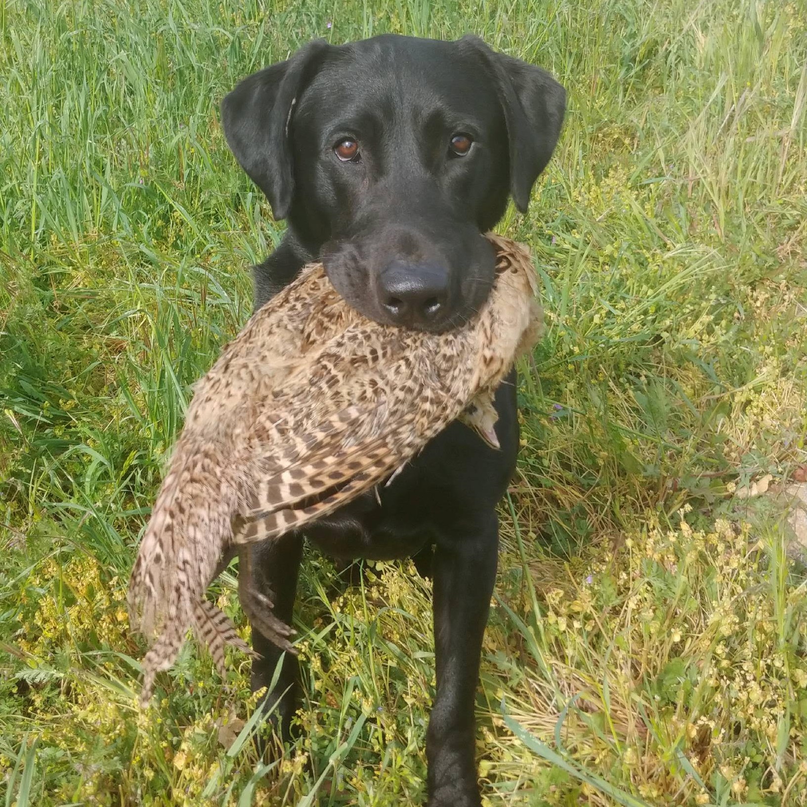 are black labs good hunting dogs