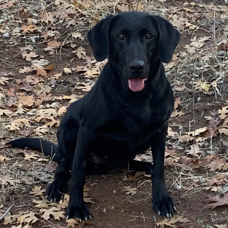 San Diego Labrador Retriever Puppies - Raney Ranch